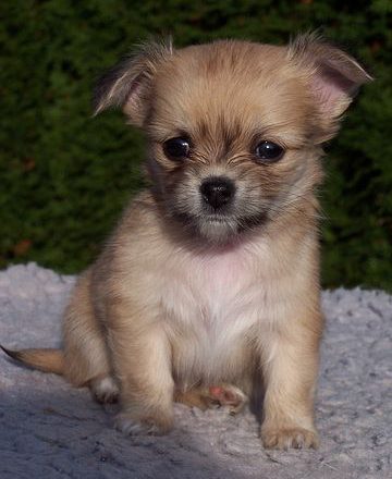 Kompleksowe ubezpieczenie dla kota online