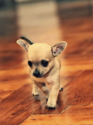 Pragnienia psów – rozrywka i codzienne życie