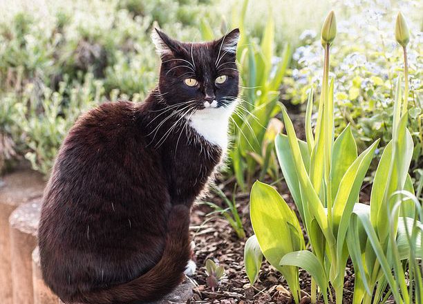 Ogród jak z marzeń – postaw na zakupy online do ogrodu
