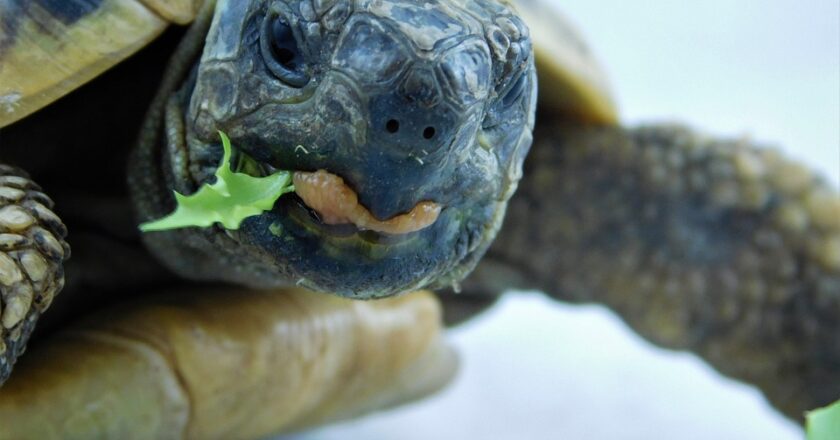 Jak wybrać odpowiednie terrarium dla żółwia