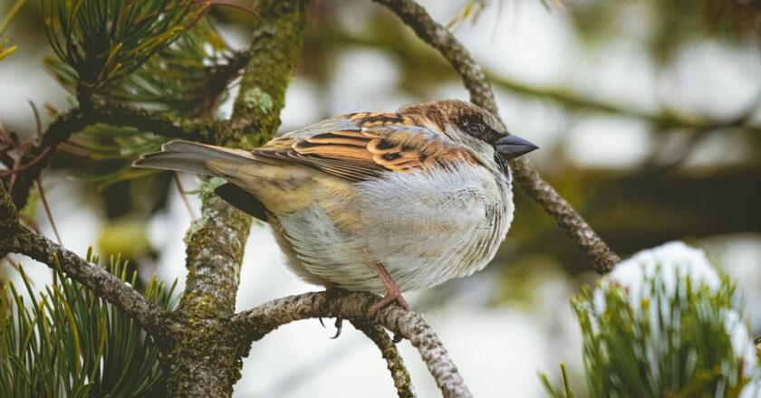 Idea reklamowania ptactwa żyjącego na terenie Polski, jak i rozszerzania informacji o przyrodzie